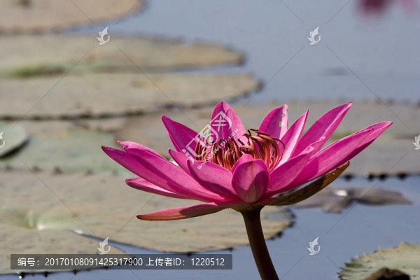 粉色的睡蓮