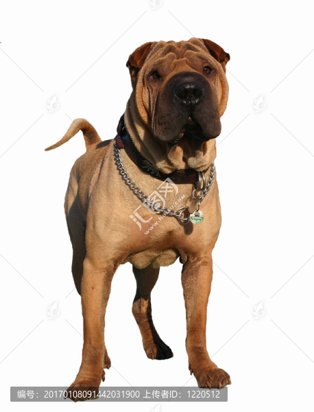 沙皮犬