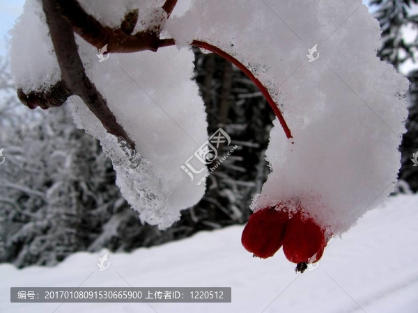 第一場雪