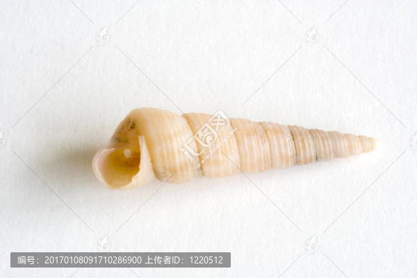 貝殼