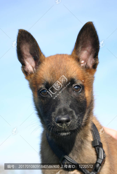 小狗馬里努阿犬