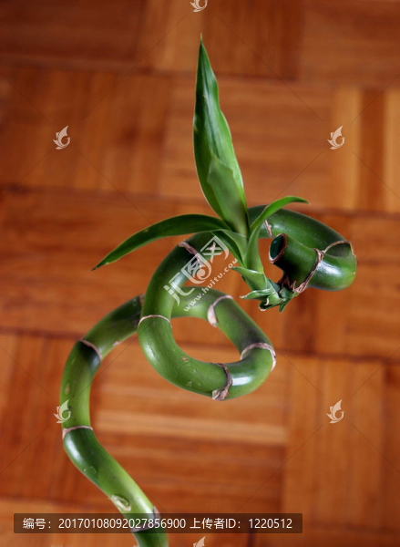 竹