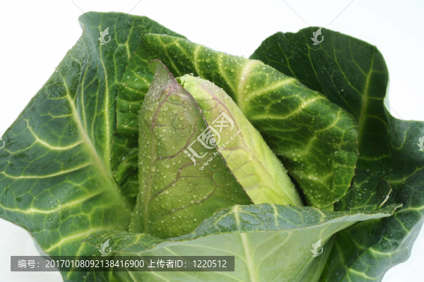 新鮮的卷心菜
