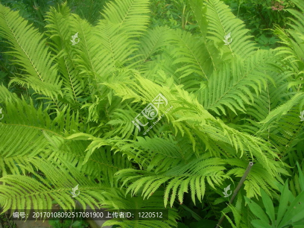 Fern的床