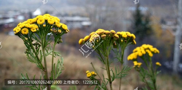 艾菊