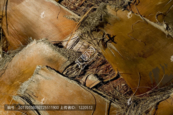 在棕櫚樹上的樹皮