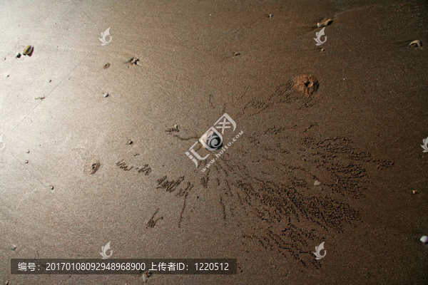 海貝殼