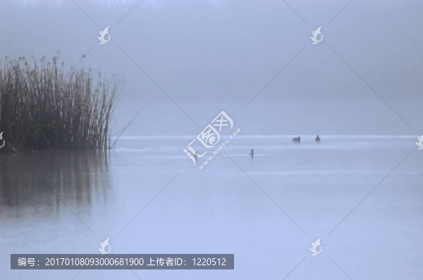 鴨子在霧