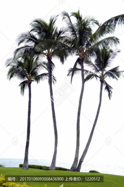 海灘上的椰子樹