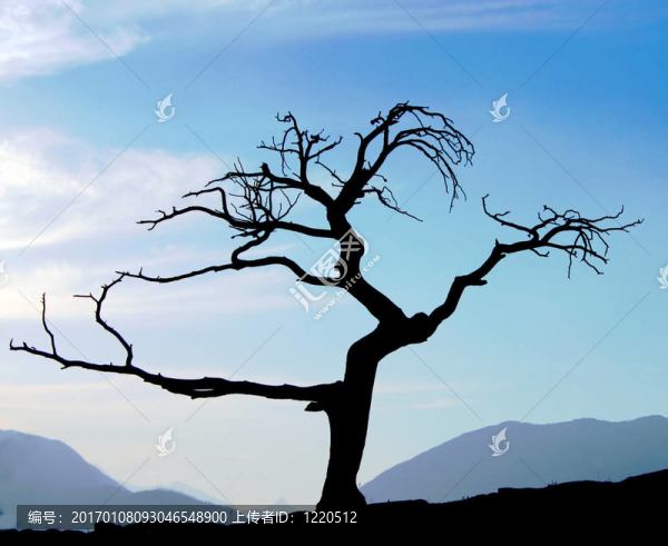 老的死樹silhoutte