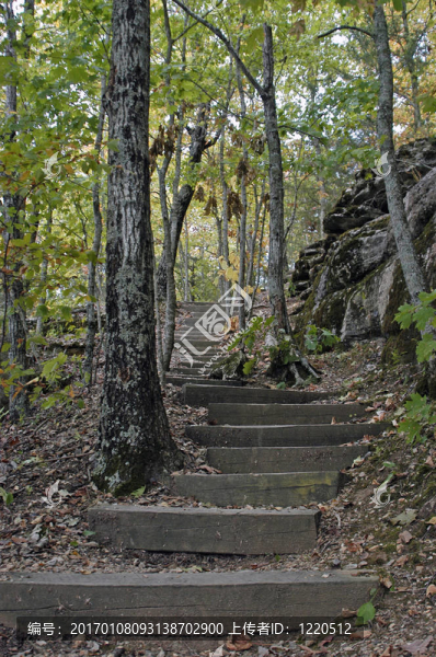 森林的樓梯