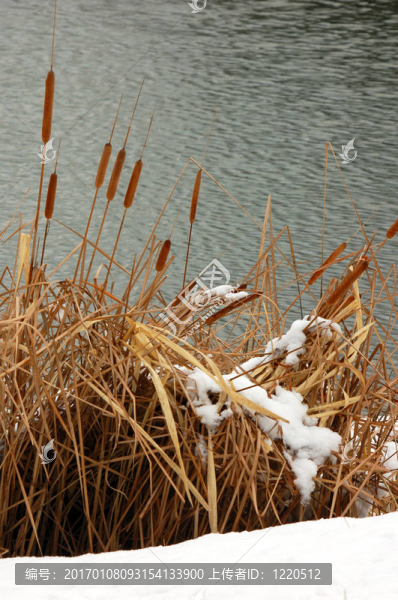 bullrushes