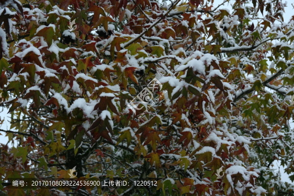 秋天樹葉上的雪