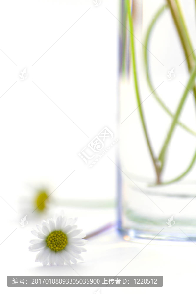 白色的花