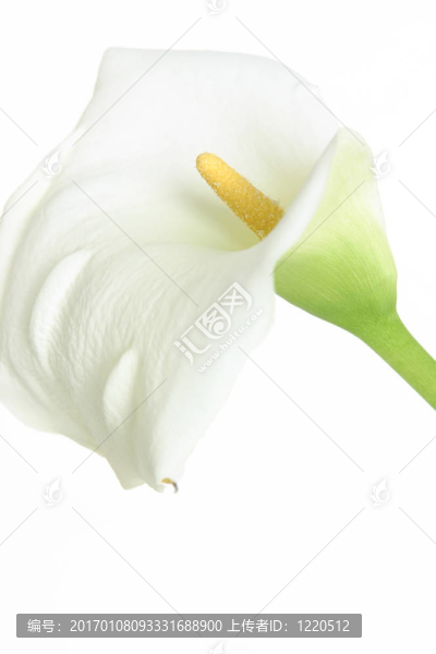 在白色的馬蹄蓮