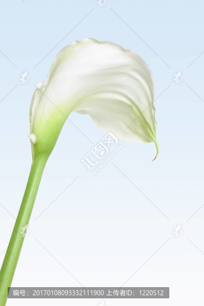 馬蹄蓮