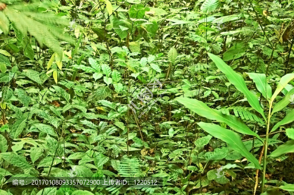 植被