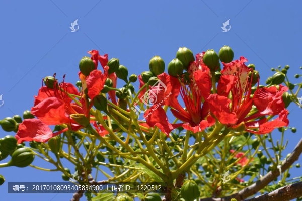 鳳凰木的花