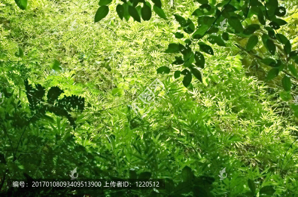 林下