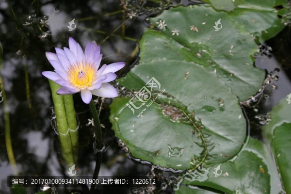 水百合