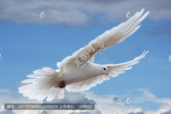 天空中的白色鴿子