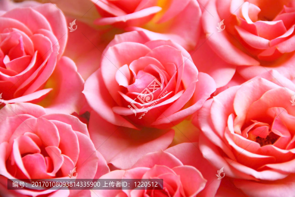 粉薔薇