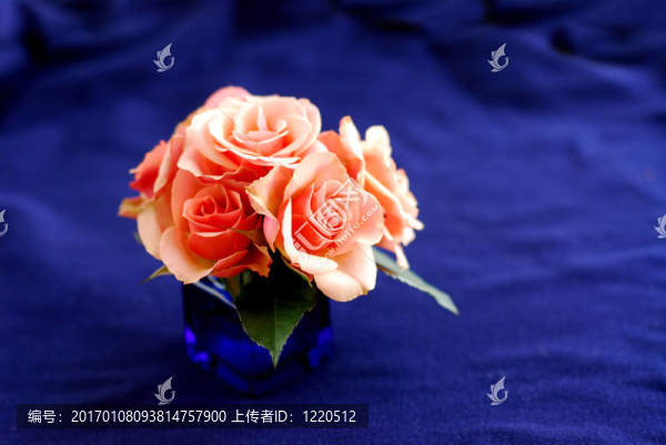 粉薔薇