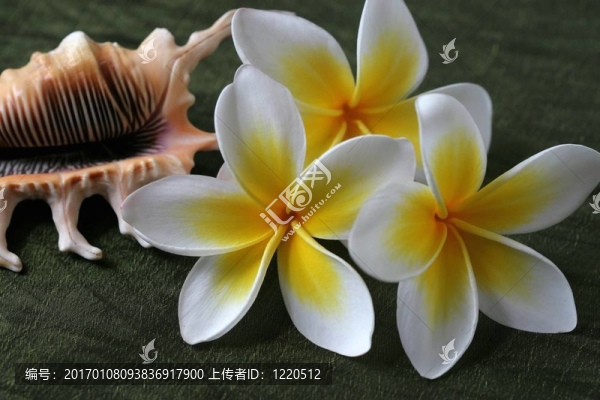 雞蛋花和殼