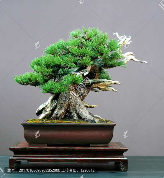 mugo松樹盆景