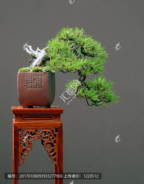 mugo松樹瀑布盆景