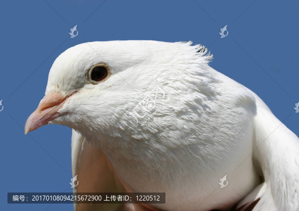 像鴿子