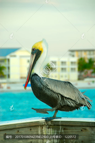 鵜鶘