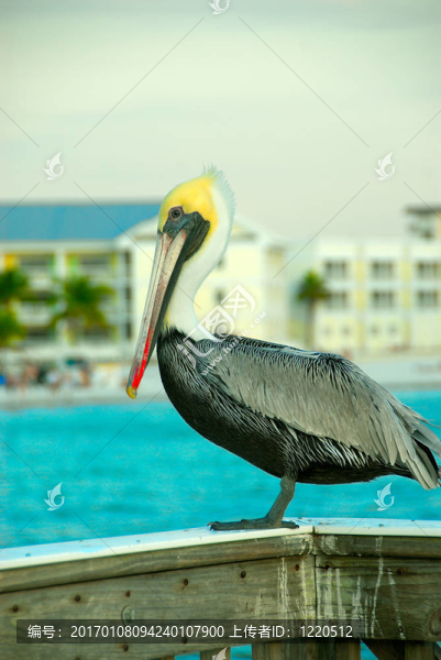 美麗的Pelican