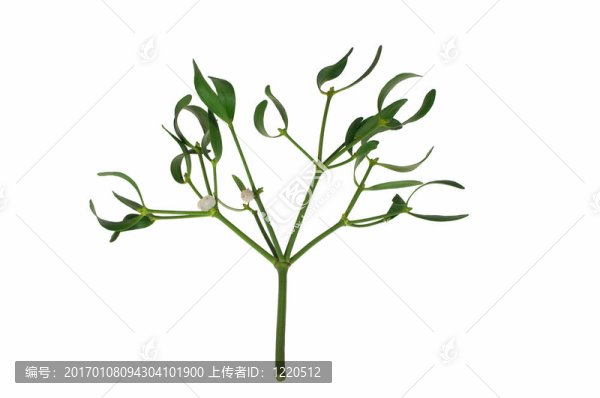 槲寄生枝漿果