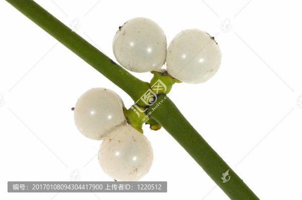 槲寄生枝漿果