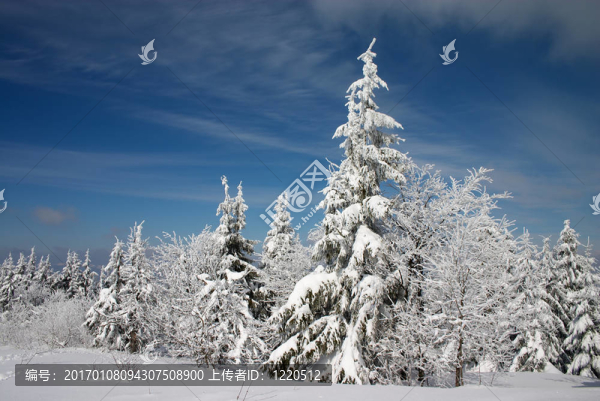 冬天的土地和雪白的樹木