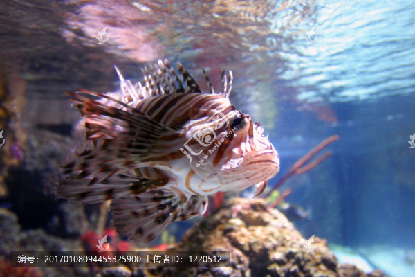 異國情調的魚