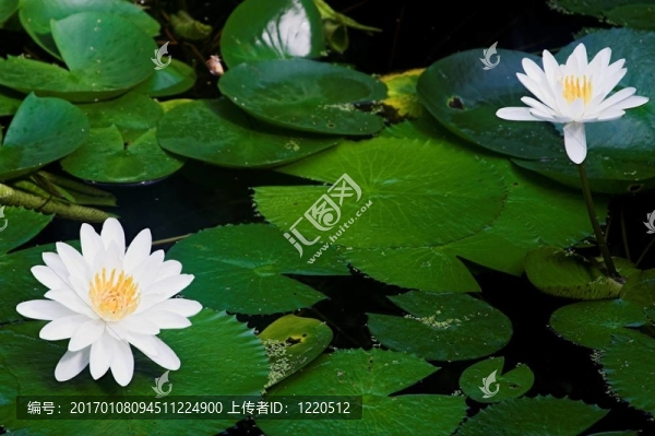 水百合