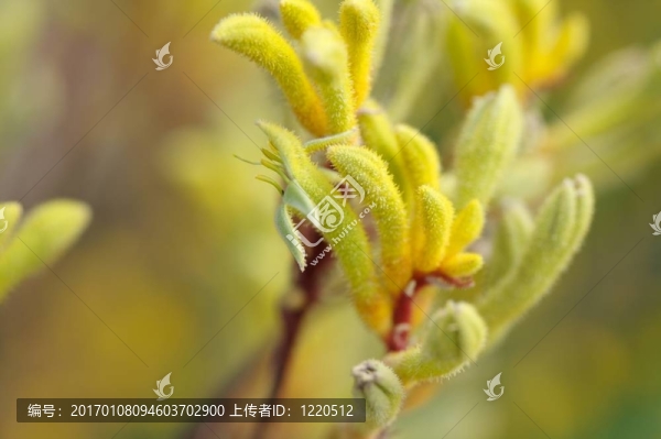 黃Kangaroo,Paws