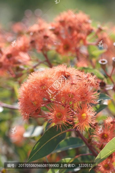 沼澤紅木
