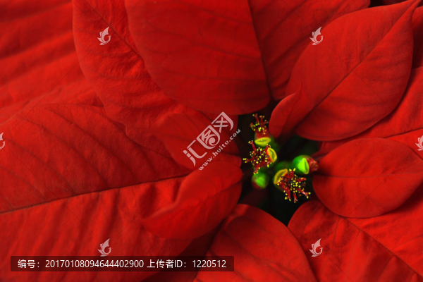 一品紅的宏