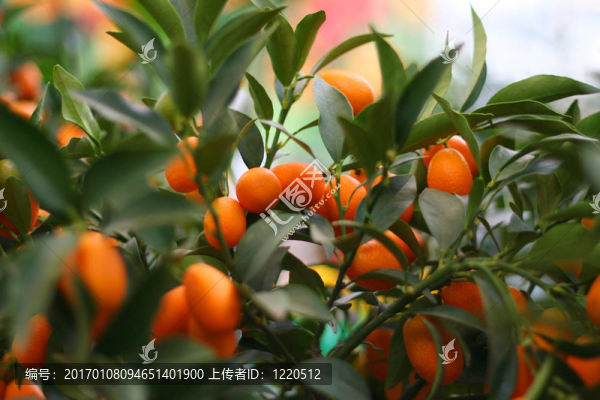 果粒橙