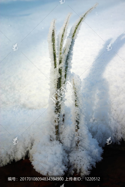 草覆蓋的hoar,frost