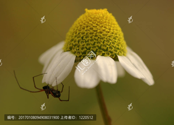蜘蛛