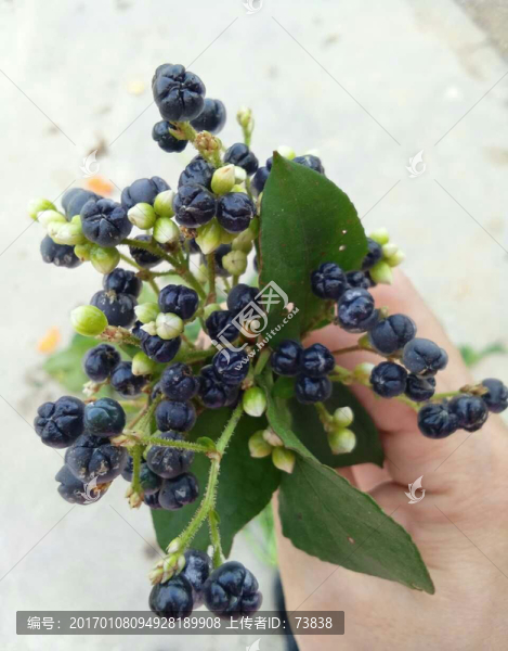原生態(tài)水果