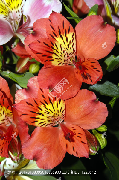兩個(gè)紅色的蘭花