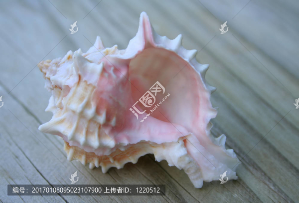 粉紅色的貝殼