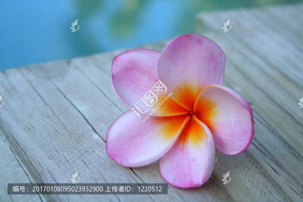 粉紅色的雞蛋花