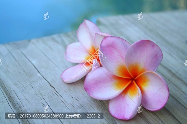 粉紅色的花