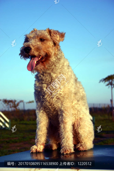 快樂的獵狐犬